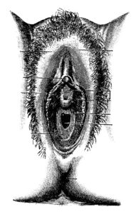 wygląd sromu zdjęcia